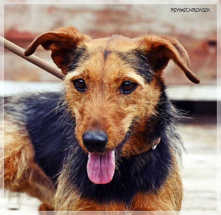 Zara – kiedyś miała dom, teraz tęskni za kratami