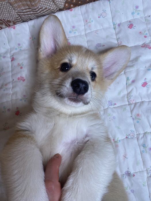 Мальчики Вельш-корги пемброк