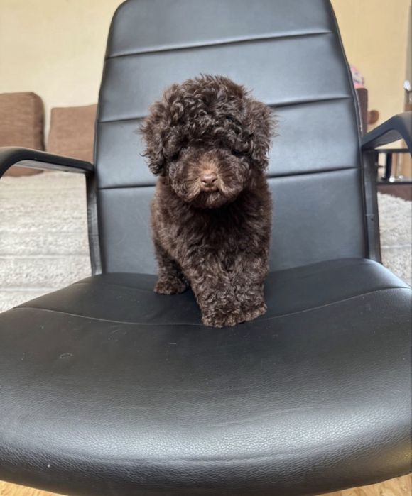 Шоколадная девочка Той Пудель