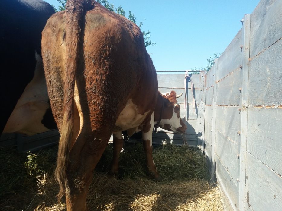 Продам крс на мясо на хозяйство