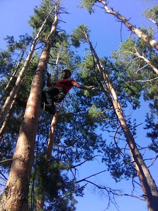 Зрізати дерево, Зрізання  дерев, кронування