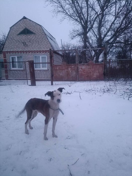 Отдам_ собаки_ щенки_ моцарт