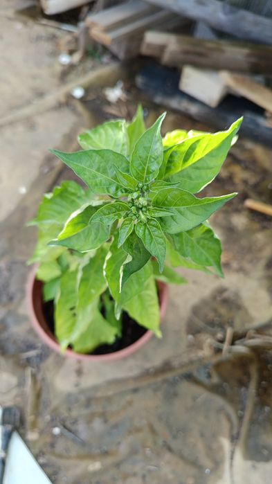 Vendo Plantas de Pimentas / Malaguetas raras ( 200 variedades)