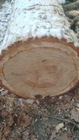 drewno dąb na sprzedaż