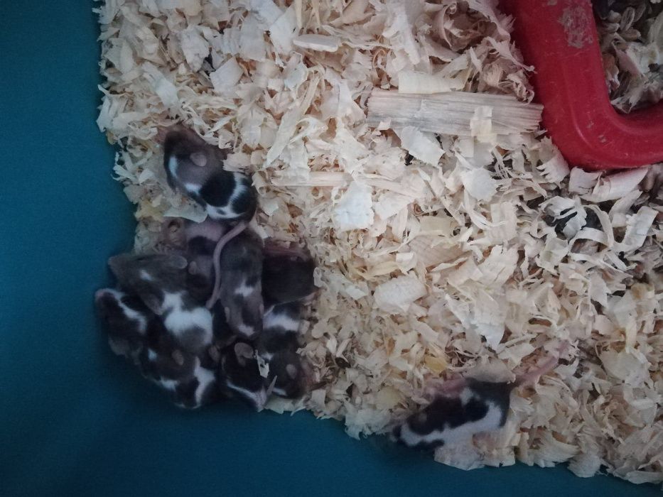 Myszki,myszy w różnych kolorach