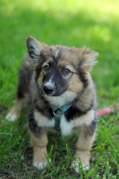 Чудесная небольшая собачка ищет дом