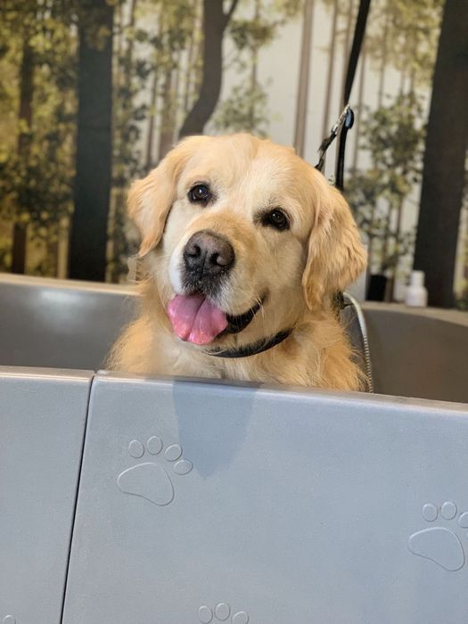 Kurs groomerski indywidualny Sosnowiec Hau Hau Look