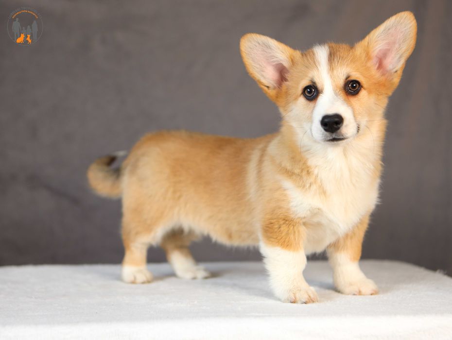 Welsh Corgi Pembroke ZKwP FCI suczka