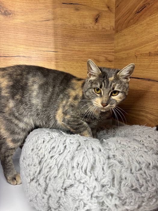 Киця безкоштовно ( стерилізована )