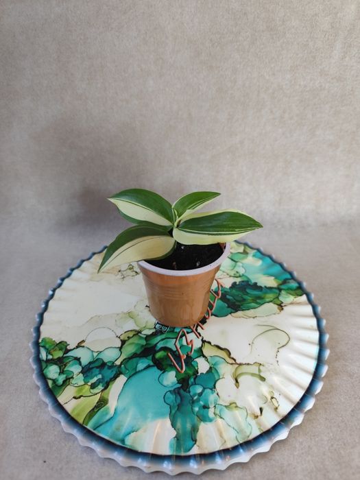 традесканция, традесканція