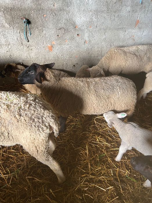 Suffolk pura com um ano