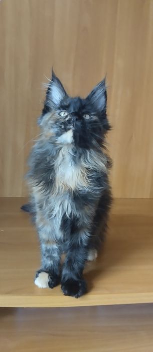 Мейн Кун девочка, окрас черепаховый. Возраст 3 месяца