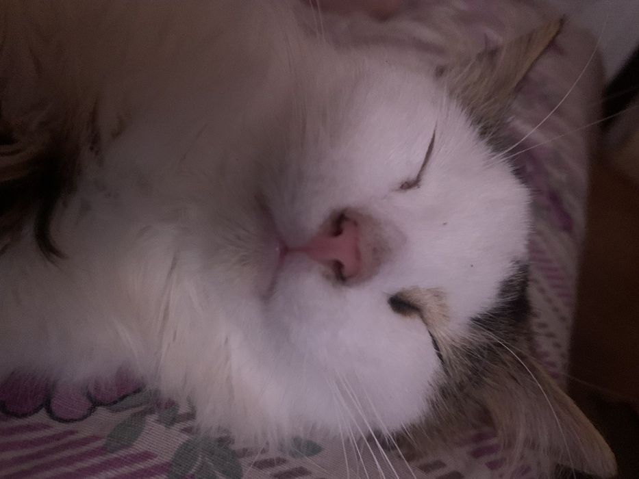 Віддаємо котика 1 рік