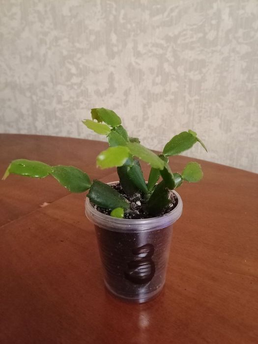 Різдвяник червоний, білий, помаранчевий Шлюмбергера Зігокактус