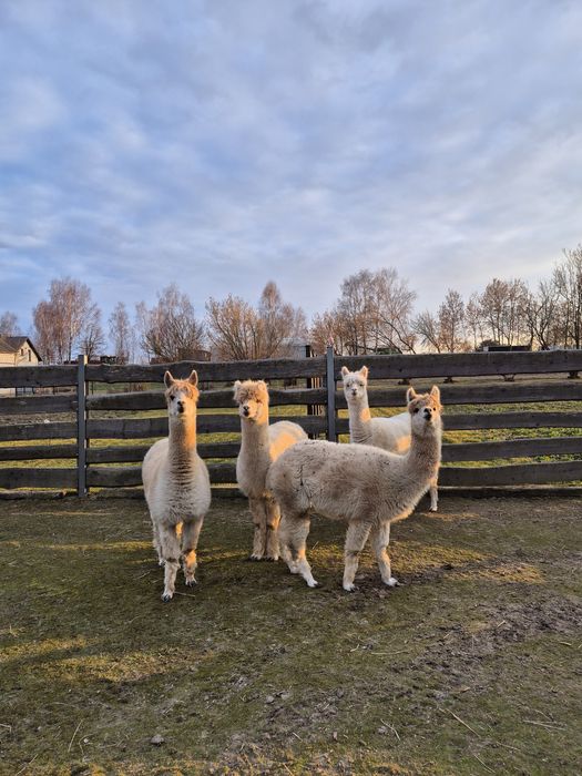 Stado 4 Alpak - samice