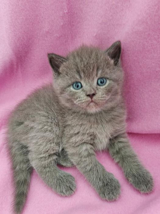 Macho British Shorthair blue