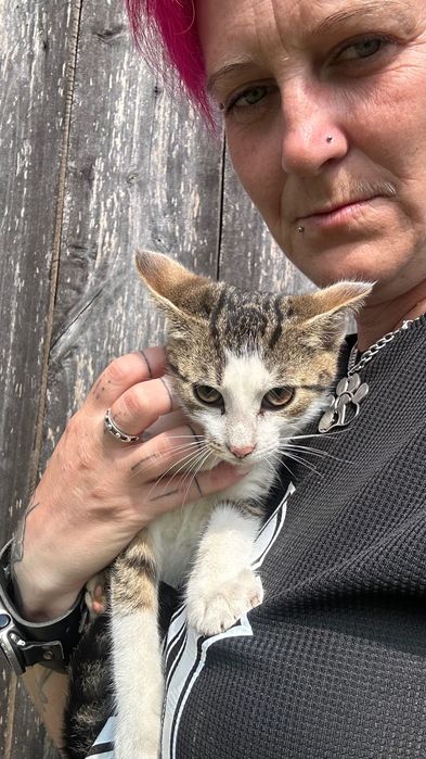 Piękne kotki szukają domu