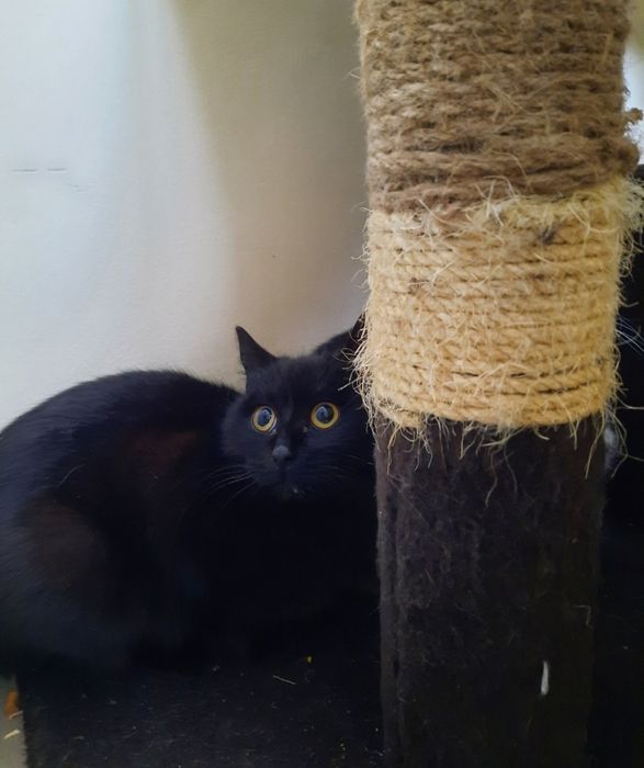 Кицуні в добрі руки