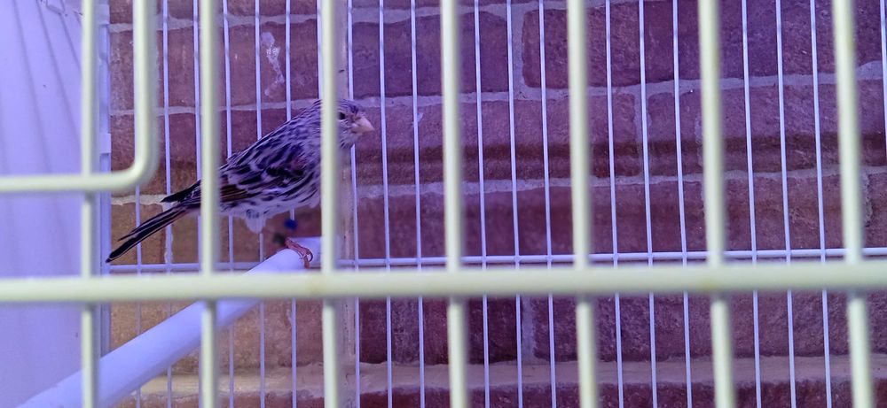 Canario Femea Agata Mosaico Vermelha de 2025