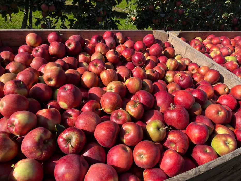 Jabłka Jonaprince z własnego sadu - 20 kg Wysyłka OLX