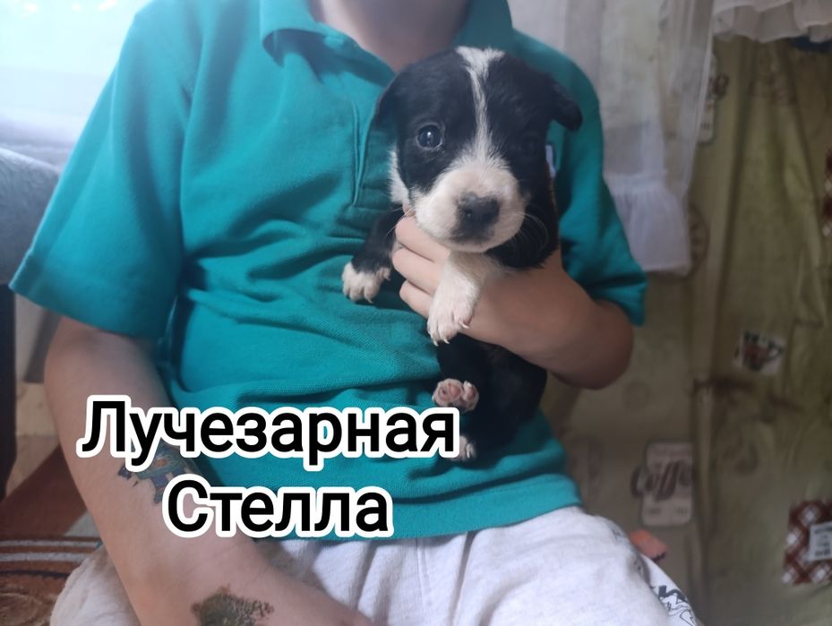 Щенки в хорошие руки .Срочно. Не проходите мимо.