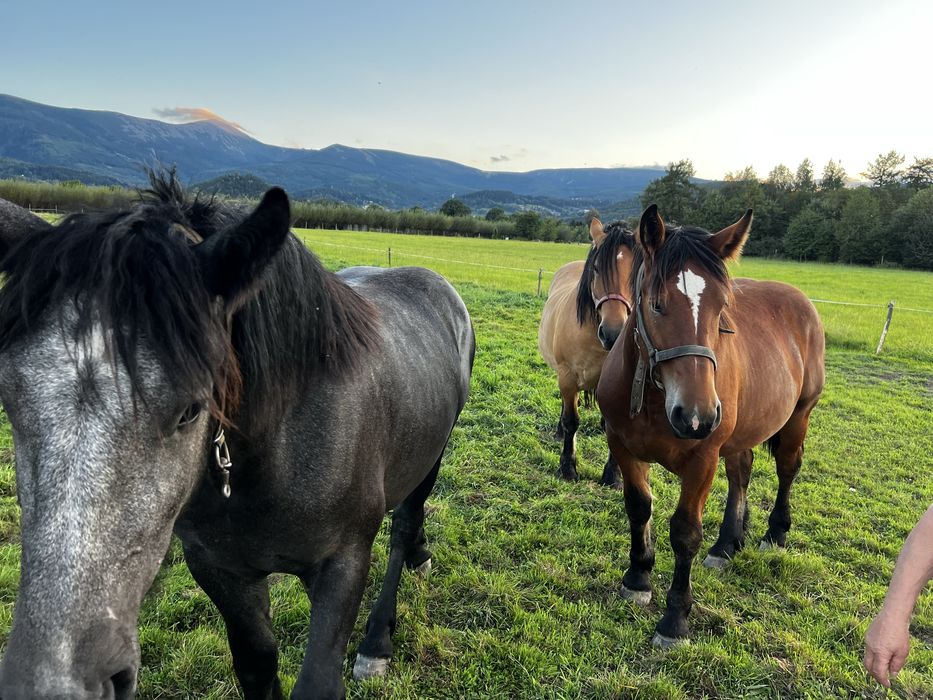 Ogier zimnokrwisty  klacz kobyła i źrebie