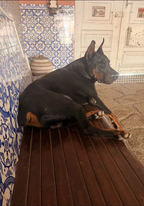 Dobermans com excelente Lop e qualidade