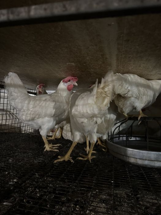 Легорні, 5,5 місяці