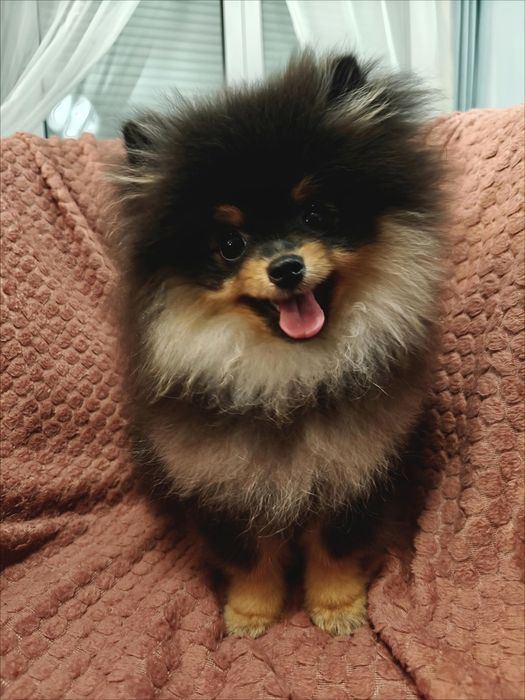 Szpic miniaturowy/Pomeranian BezoweLove ZKwP FCI
