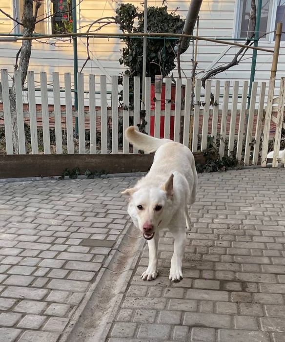 Отдам даром в добрые руки собаку метис лабрадора