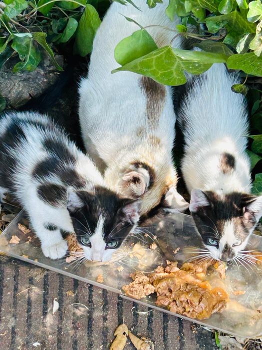 Gatinhos bebés machos para adoção responsável