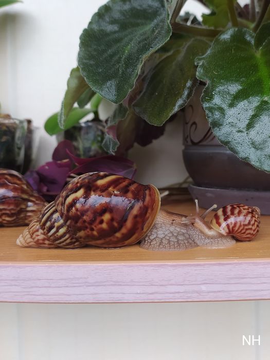 Ахатина гігантська. Равлики.