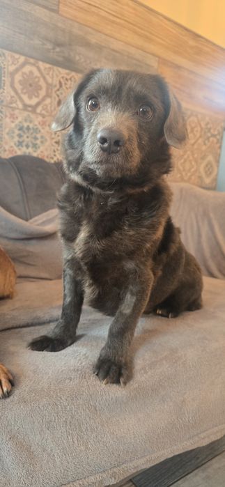 Do adopcji 10kg samiec