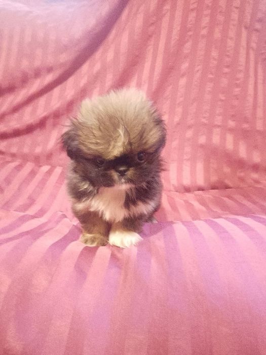 Продаються пекінеси!