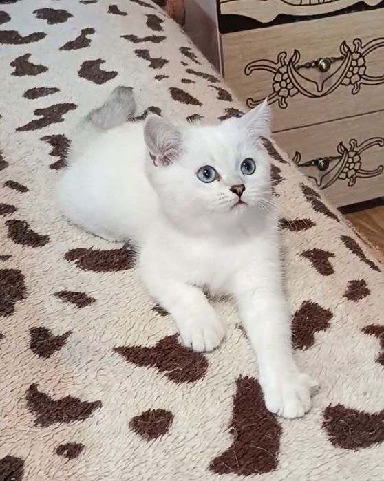 Мальчик шиншилла поинт