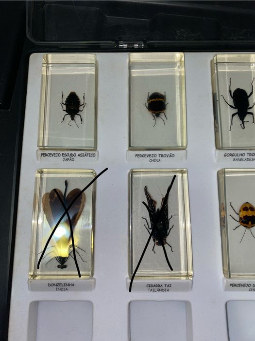 Bichos em resina
