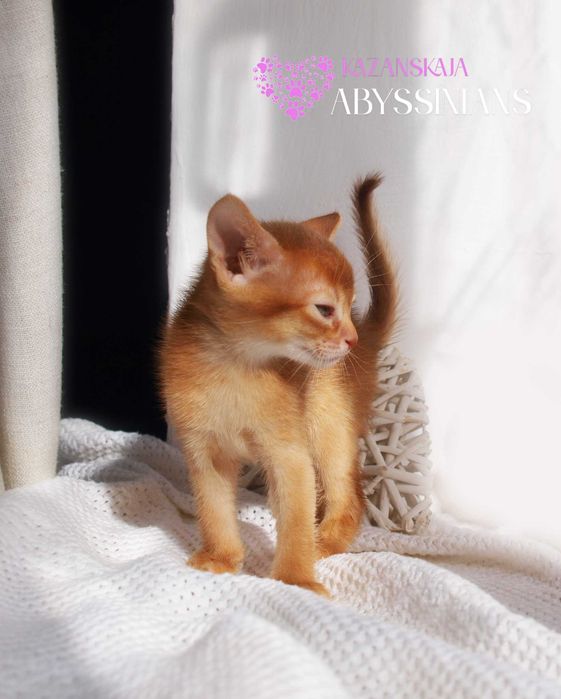 Абиссинская кошка мальчик окраса соррель