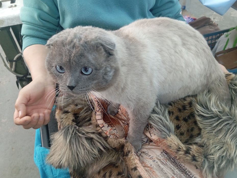 Кіт безкоштовно.