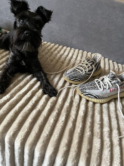 Yeezy Boost 350 v2 39 1/3 Zebra