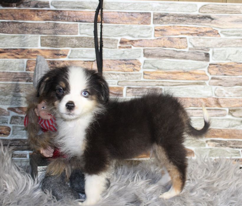 Miniaturowy Owczarek Amerykański MAS piesek