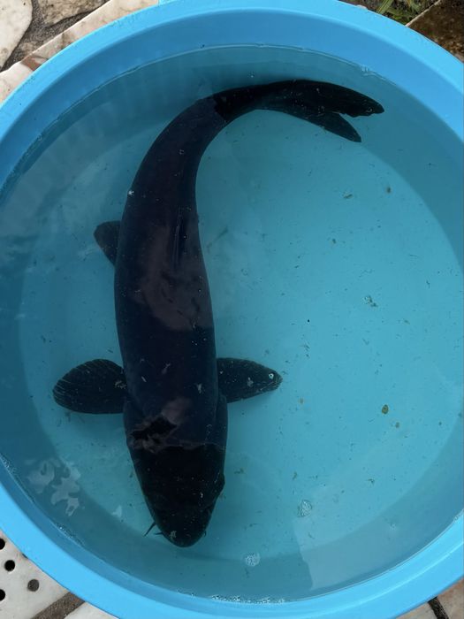 Carpa Koi Chagoi +65cm