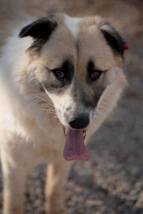 Bulut - pies do adopcji