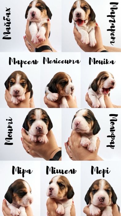 Щенята Бігля триколор