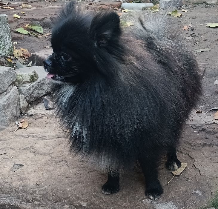 Хлопчик енерджайзер