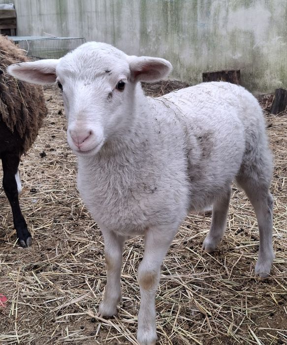 Baranek lacaune/ dorper/ romanowski