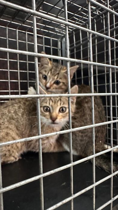 8 tygodniowe kotki do adopcji