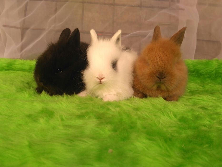 Декоративні кролики