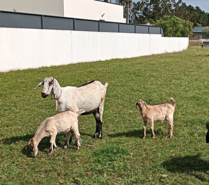 Cabritinha disponível