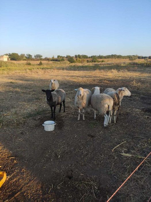 Продам баранину живой вес