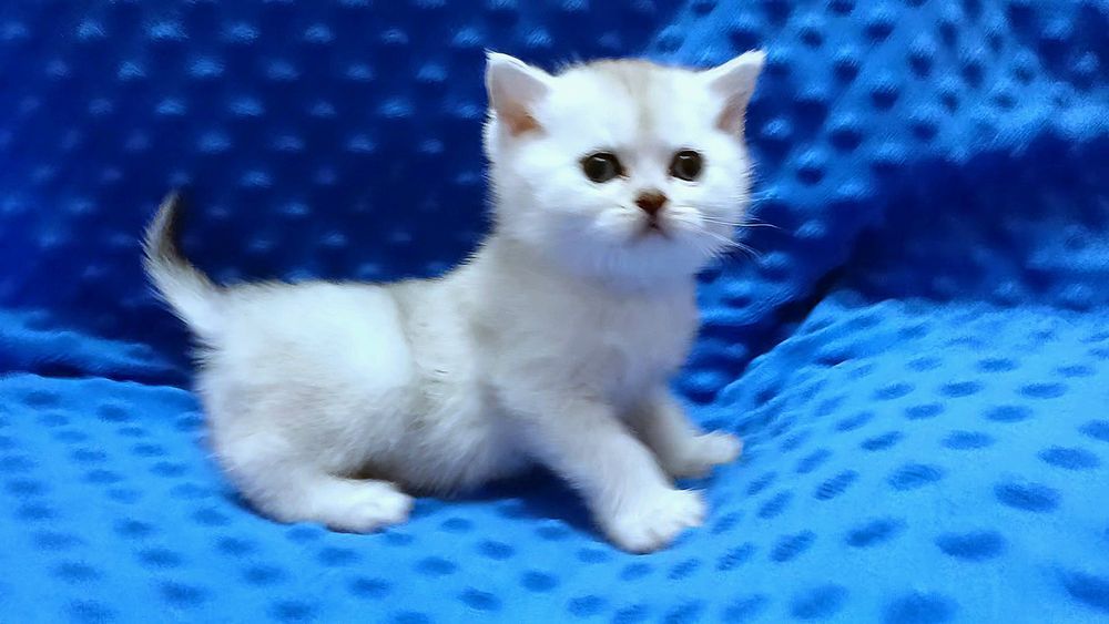 Кошенятка чистокровні , purebred kittens silver chinchillas .